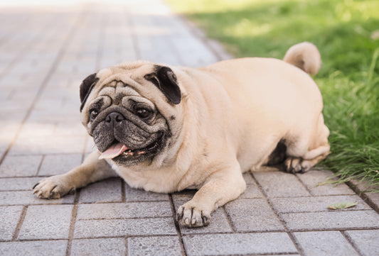 Hoe beoordeel ik de conditie van de hond?